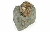 Jurassic Ammonite (Microderoceras) - Charmouth, England #243472-2
